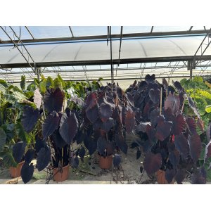 Kolokázia jedlá (Colocasia esculenta) ´ALOHA´ - výška 80-90 cm, kont. C15L